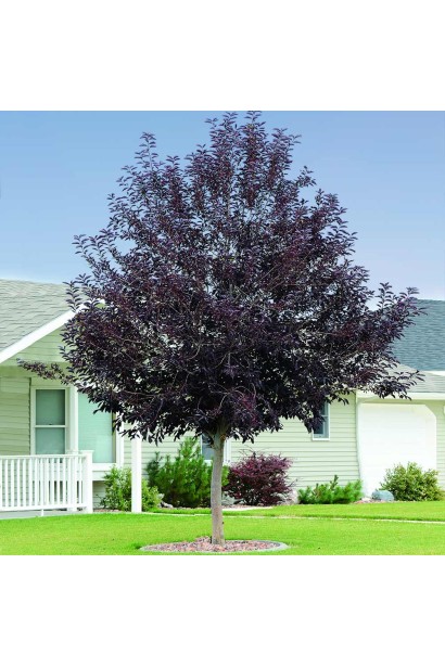 Черемха віргінська Канада Ред з червоними листями